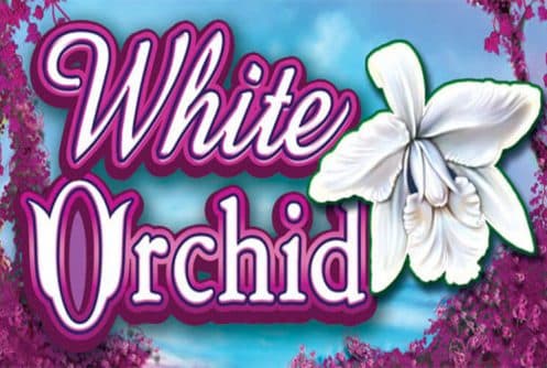 whiteorchidscreen-497x334.jpg